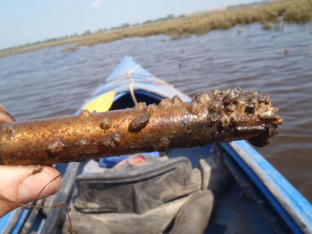 A Levelogger Fouled by Bay Barnacles and Platform Mussels in the Hackensack River, NJ