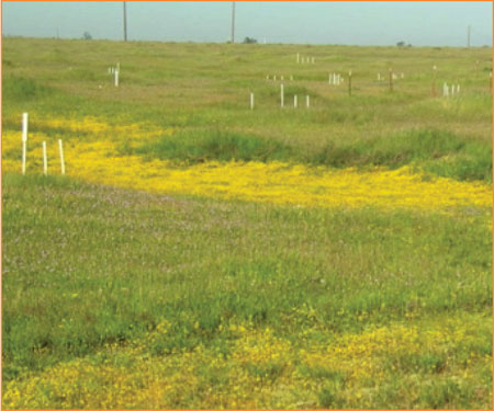 Levelogger-Vernal-Pool-Wetlands-Installation-Spring-Season.jpg